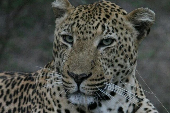 Sunrise Safari - Photo 1 of 25